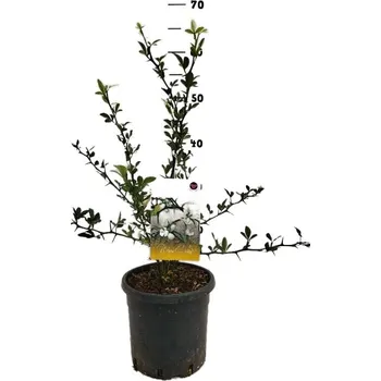 Sazenice Mrazuvzdorný citrónovník Citrus Poncirus trifoliata