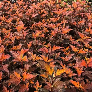 Sazenice TAVOLA KALINOLISTÁ ´LITTLE ANGEL®´ kont. 3L