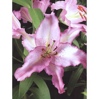 Sazenice Lukon Glads Lilie BRASILIA - lilium