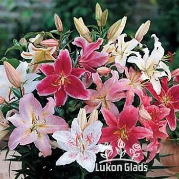 Semeno Lukon Glads Směs orientálních lilií - lilium Množství: 3