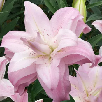 Sazenice Lukon Glads Lilie LOTUS QUEEN - lilium