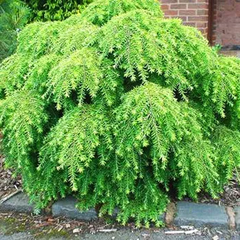 Sazenice JEDLOVEC KANADSKÝ ´JEDDELOH´ kont. P9