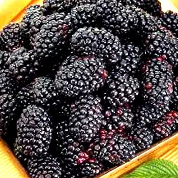 Sazenice OSTRUŽINÍK XL ČAČANSKÁ BEZTRNNÁ kont. 1,3L