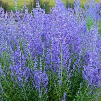 Sazenice PEROVSKIA ´LITTLE SPIRE®´ kont. P9