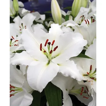 Sazenice Lukon Glads Lilie CASA BLANCA - lilium