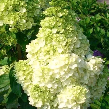 Sazenice HORTENZIE ´POLAR BEAR´® kont. P9