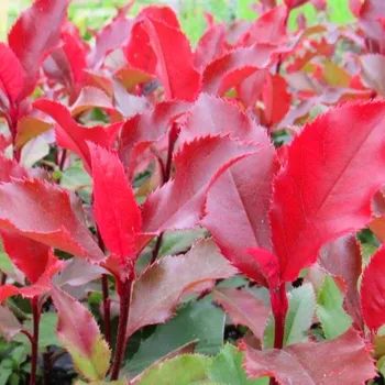 Sazenice BLÝSKAVKA FRASEROVA ´MAGICAL VULCANO´® kont. 3L