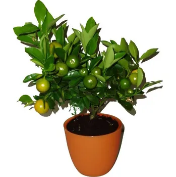 Sazenice Citrus Orange Calamondin - mandarinkový stromek