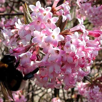 Sazenice KALINA RŮŽOVÁ ´DAWN´ kont. 3L