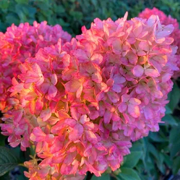 Sazenice HORTENZIE ´PETIT FLORI´® kont. P9