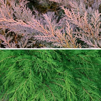 Sazenice MIKROBIOTA KŘÍŽOLISTÁ kont. P9