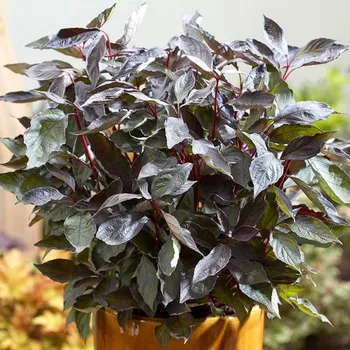 Sazenice SVÍDA ´NIGHTFALL´® kont. 3L