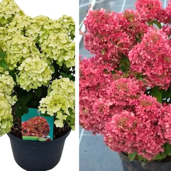 Sazenice HORTENZIE LATNATÁ ´PETITE CHERRY´® kont. P9