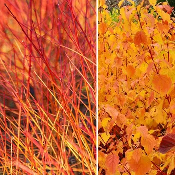 Sazenice SVÍDA KRVAVÁ ´ANNY´S WINTER ORANGE´ kont. 3L