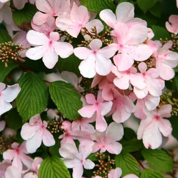 Sazenice KALINA JAPONSKÁ ´PINK BEAUTY´ kont. 3L