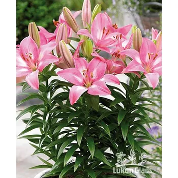 Sazenice Lukon Glads Lilie ROZZALYNN - lilium