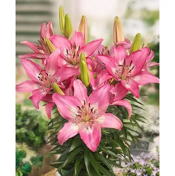 Sazenice Lukon Glads Lilie TRENDY NICOSIA - lilium