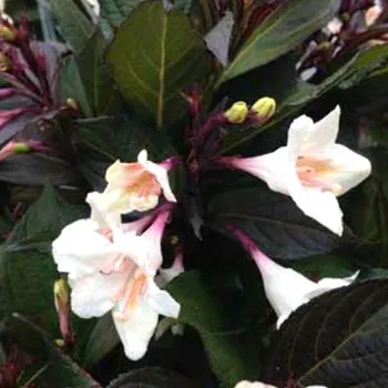 Sazenice VAJGÉLIE ´EBONY AND IVORY´® kont. 3L