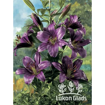 Sazenice Lukon Glads Lilie PURPLE PRINCE - lilium