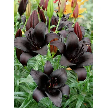 Sazenice Lukon Glads Lilie NIGHT RIDER - lilium