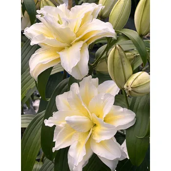 Sazenice Lukon Glads Lilie Roselily LUDWINA - lilium