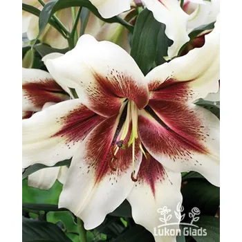 Sazenice Lukon Glads Lilie ZEBA - lilium