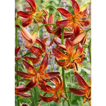 Sazenice Lukon Glads Lilie ARABIAN NIGHT - lilium