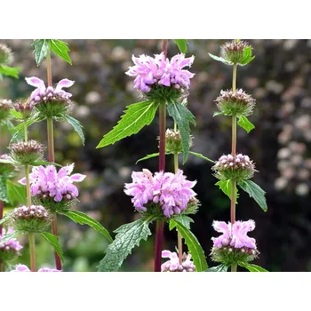 Sazenice Sápa hlíznatá - Phlomis tuberosa Balení: kontejner p9