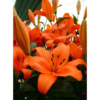 Sazenice Lukon Glads Lilie KODAIRA - lilium