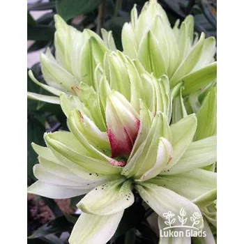 Sazenice Lukon Glads Lilie MISTERY DREAM - lilium