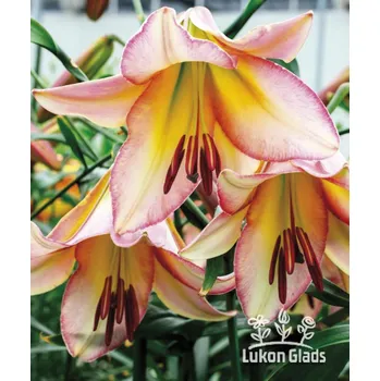 Sazenice Lukon Glads Lilie BEIJING MOON - lilium