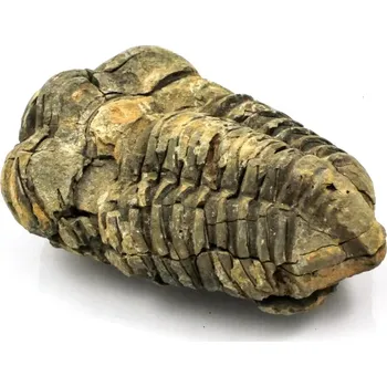 Fosilie Trilobit Maroko č. 7b