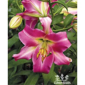 Sazenice Lukon Glads Lilie PURPLE LADY - lilium