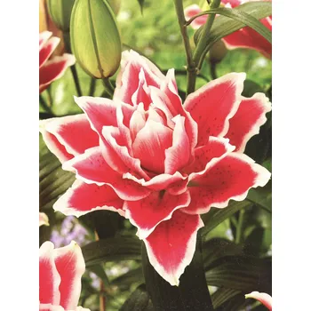 Sazenice Lukon Glads Lilie Roselily SAMANTHA - lilium