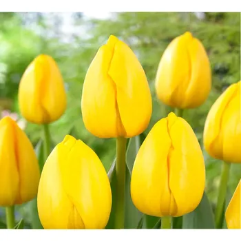 Semeno Cibulky Tulipánu - Novi Sun, Množství 1 ks