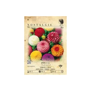 Semeno Jiřinka pomponkovitá, směs 3ks