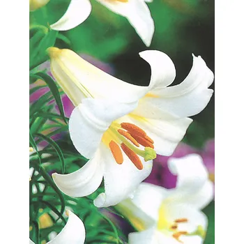 Sazenice Lukon Glads Lilie REGALE ALBUM - lilium, Královská lilie