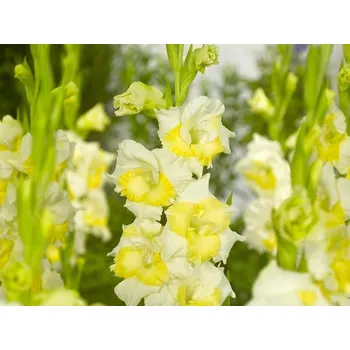 Rybářský háček Mečík 'Buggy' Balení: hlíza 12/14 - 10ks Gladiolus 'Buggy'