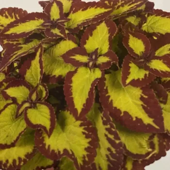 Africká kopřiva - Stained Glasswork - Velvet 153 O