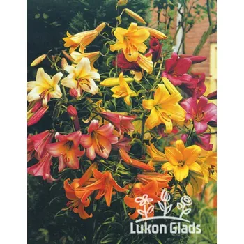 Semeno Lukon Glads Směs čínských, trubkovitých lilií Množství: 3