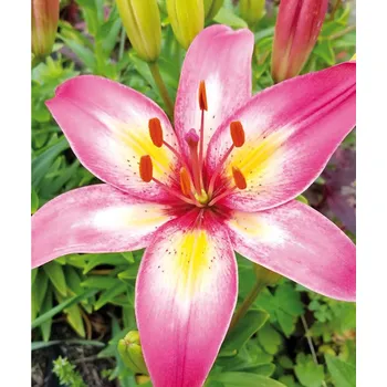 Sazenice Lukon Glads Lilie PALENA - lilium