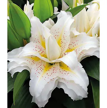 Sazenice Lukon Glads Lilie Roselily SITA - lilium