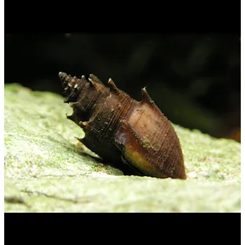 Plž Piskořka 10 ks - Thiara Scabra