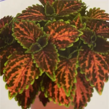 Africká kopřiva - Stained Glasswork - Magnificent Mile 153 P