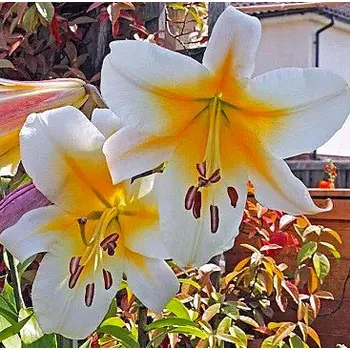 Sazenice Lukon Glads Lilie MISS PECULIAR - lilium