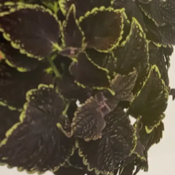 Africká kopřiva - Main Street - Abbey Road 153 R