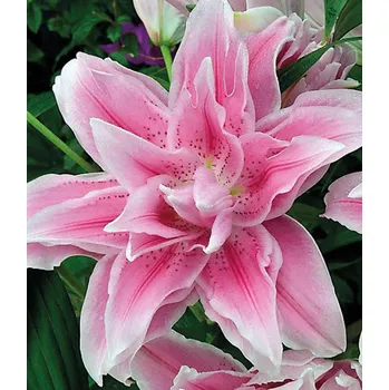 Sazenice Lukon Glads Lilie Roselily ISABELLA - lilium