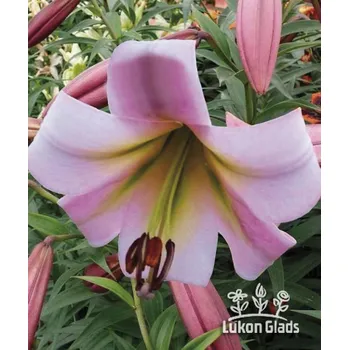 Semeno Lukon Glads Lilie EASTERN MOON - lilium