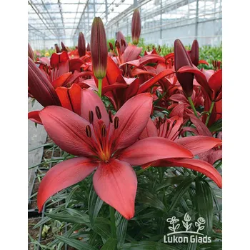 Semeno Lukon Glads Lilie CORLEONE - lilium