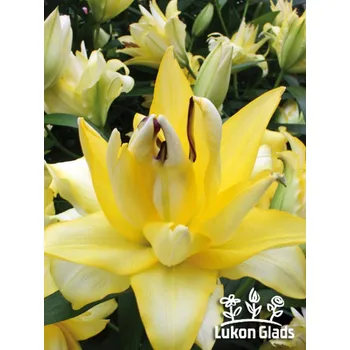 Sazenice Lukon Glads Lilie EXOTIC SUN - lilium
